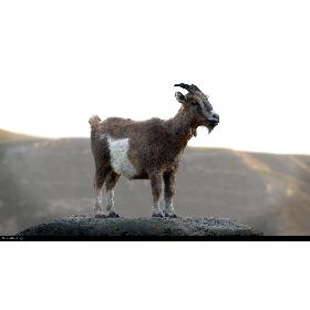 Goat-Fur-Rigged model